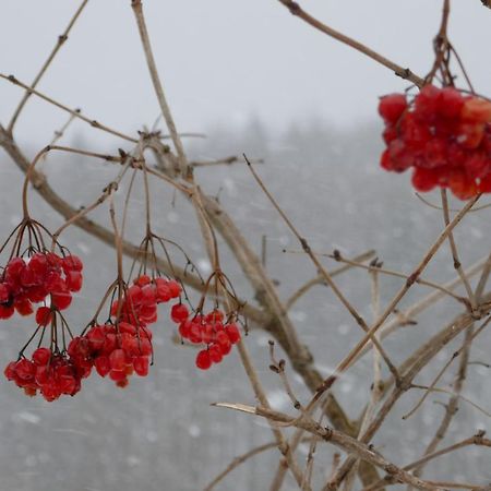 Dilyatyn Лелека 게스트하우스 외부 사진